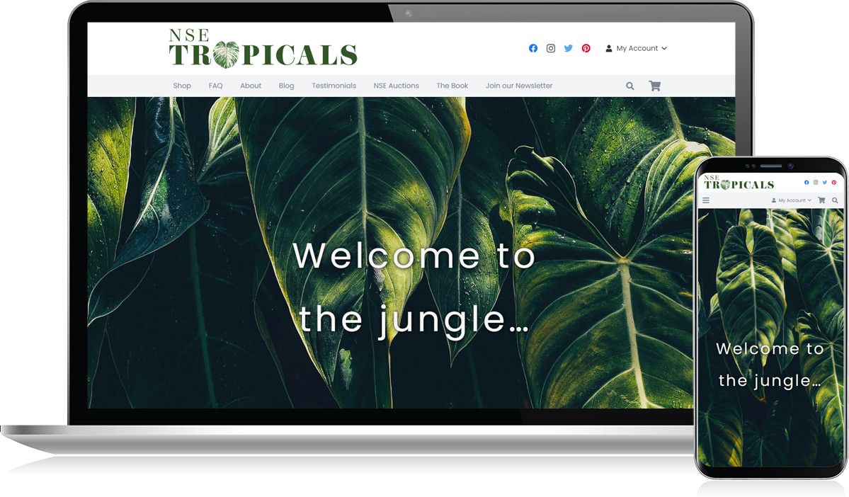 Portfolio Nsetropicals